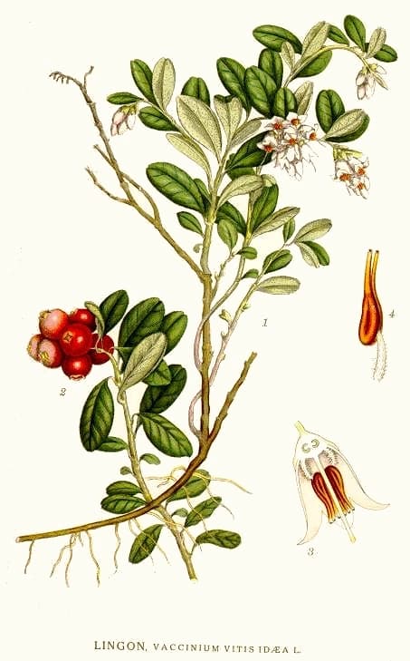 Брусніцы — Vaccinium vitis-idaea